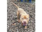 Bowser American Pit Bull Terrier Adult Male