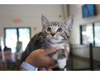 Kendall Domestic Shorthair Adult Female