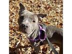 Nora American Staffordshire Terrier Adult Female