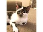 KITTEN RARE RIPLEY Domestic Shorthair Young Male