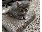 Jan Domestic Shorthair Kitten Female