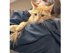 Butterscotch Domestic Shorthair Young Male