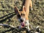 Paisley Basenji Young Female