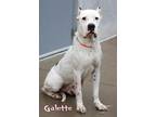 Galette Dogo Argentino Adult Female