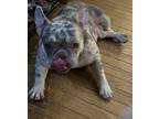 KaWaDe Berlin French Bulldog Adult Female