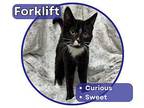 Forklift Domestic Shorthair Kitten Male