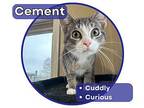 Cement Domestic Shorthair Kitten Male