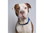 Dodge American Pit Bull Terrier Adult Male