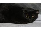 Morticia (Spayed) Pics 6/6/23 Domestic Shorthair Adult Female