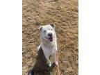 Barney* Mixed Breed (Large) Adult Male