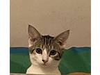 Jiggles Wigglebutt Jones Domestic Shorthair Kitten Female