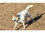 RYDER Mixed Breed (Medium) Adult Male