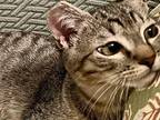 squash Tabby Kitten Female