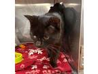 Lotus Domestic Shorthair Young Male
