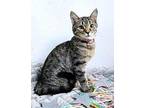 KITTEN MOLLY Domestic Shorthair Kitten Female