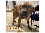 Rogan American Staffordshire Terrier Adult Male