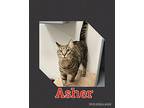 Asher Domestic Shorthair Adult Male