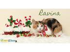 Ravina Domestic Shorthair Kitten Female