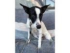 Ling Australian Cattle Dog Young Female