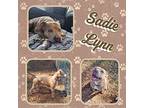 Sadie Lynn American Pit Bull Terrier Adult Female