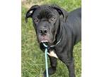 Prancer Great Dane Young Male