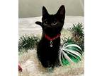 Pico (female) Domestic Shorthair Kitten Female