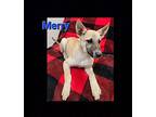 Merry German Shepherd Dog Young Female