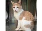 Zinnefred Domestic Shorthair Adult Male