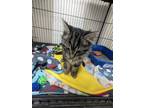 Pepito Domestic Shorthair Kitten Male