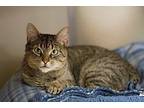 Samira Domestic Shorthair Young Female