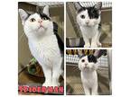 Spiderman Domestic Shorthair Young Male