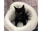 Bo Peep Domestic Shorthair Kitten Female