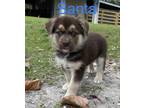 SANTA Husky Puppy Male