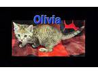 Olivia Domestic Shorthair Kitten Female
