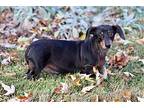 BRAELYNN Dachshund Senior Female