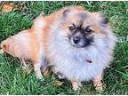 Angel Pomeranian Adult Female