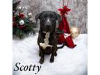 Scotty Labrador Retriever Young Male