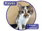 Paver Domestic Shorthair Kitten Male