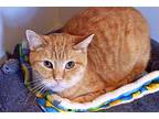 Elmo Domestic Shorthair Young Male