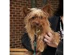 Bean Yorkie, Yorkshire Terrier Male