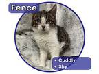 Fence Domestic Mediumhair Kitten Male