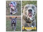 Charlie American Staffordshire Terrier Adult Male