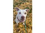 Soline American Pit Bull Terrier Adult Female