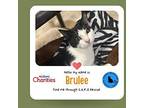 Brulee Domestic Shorthair Kitten Male