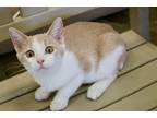 Dreamsicle Domestic Shorthair Kitten Female