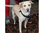 WONDERFUL WAFER Labrador Retriever Adult Male