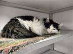 Johnny Domestic Longhair Adult Male