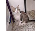 Michael Domestic Shorthair Kitten Male