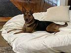 Saturn Australian Kelpie Adult Female