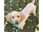 Barney Poodle (Miniature) Adult Male